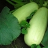 Kotwica cukinii